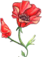 Wild Poppy Florist
